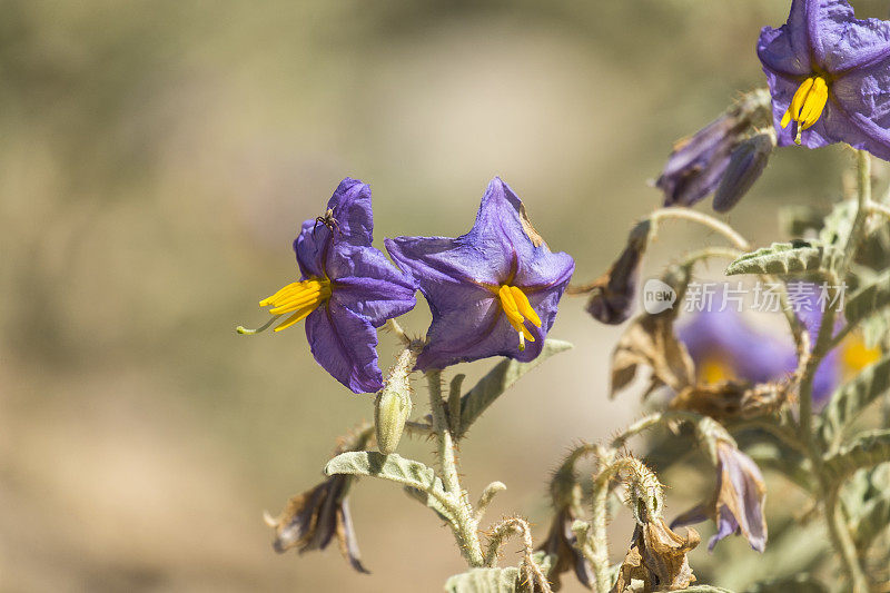 兰顶茄(Solanum rantonnei)的紫色花朵，被称为蓝马铃薯(Lycianthes rantonnetii)